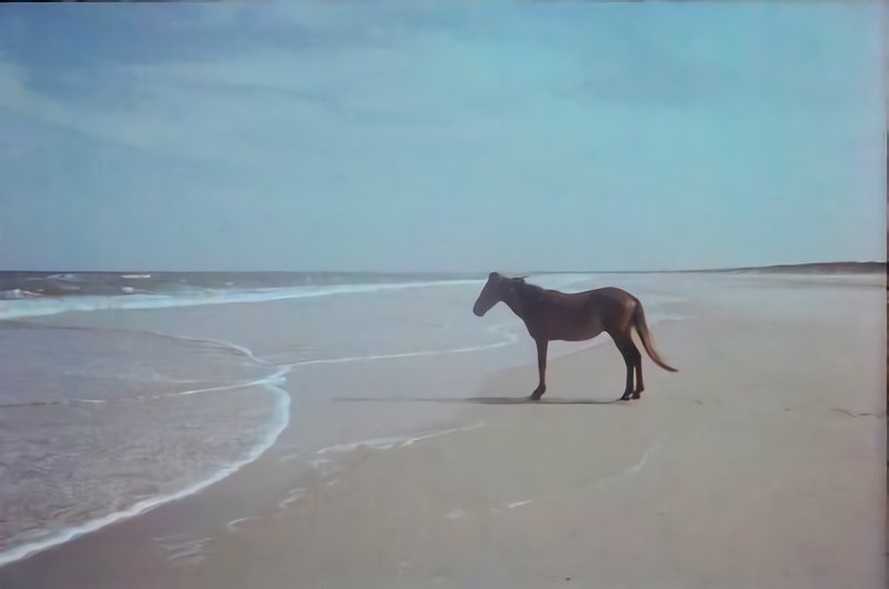 Create meme: horse by the sea, horse by the sea meme, why is the horse by the sea