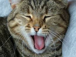Создать мем: довольная кошка, зевающий кот, смеющийся кот