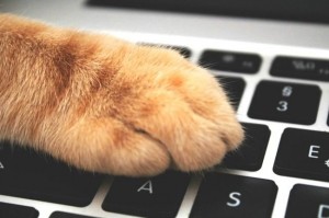 Создать мем: кот с клавиатурой, how to take of kittens на русском, кошачьи лапы на клавиатуре