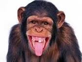 Создать мем: свирепый, şempanze, мавпа