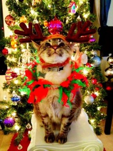 Создать мем: новогоднее настроение фото котиков, новогодний кот, новогодние котики