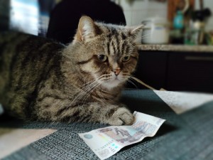 Create meme: cat European Shorthair, cat, cat