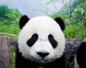 Create meme: Sad panda
