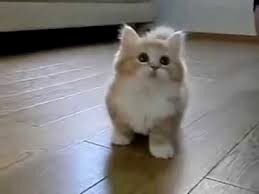 Create meme: very cute kittens, cute cats, a cute cat