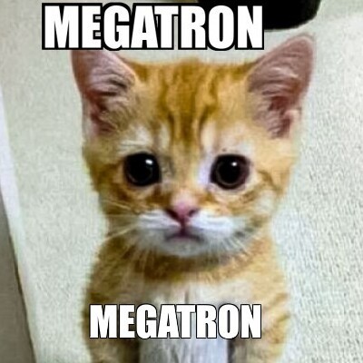 Создать мем: кот, cat, мемы с котиками