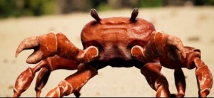 Create meme: crabs, crab, crab