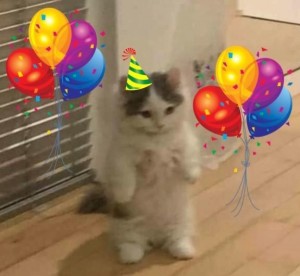 Создать мем: кошки милые, кошка пушистая, день рождения