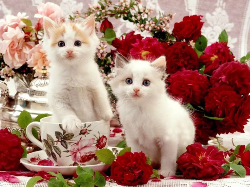 Create meme: beautiful postcards with cats, beautiful kittens in flowers, cats with roses