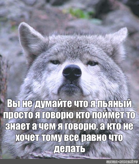 Можно быть первым волк. Волк Мем. Мемы с волками. Настоящий волк не тот. Цитаты волка.