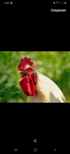 Create meme: Ko Ko, rooster crowing, cock cock cock cock cock