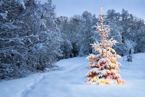Create meme: winter tree, Christmas tree, dressed Christmas tree in the forest