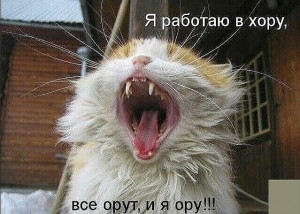 Создать мем: кот, коты, Кошка