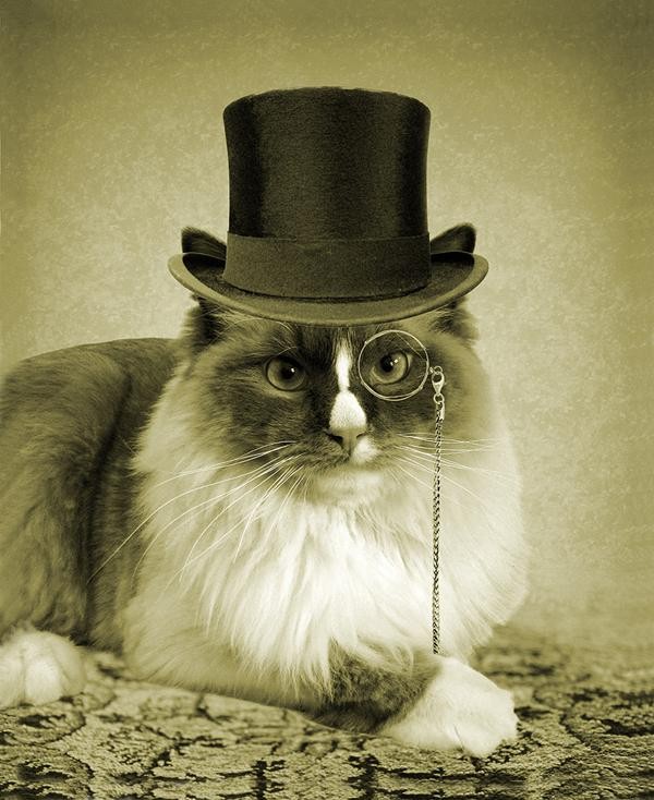 Создать мем: кот с моноклем, кот в цилиндре, коты джентльмены