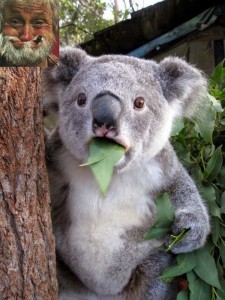 Создать мем: koala, маленькая коала, коала мордочка