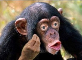 Создать мем: обыкновенный шимпанзе, самец шимпанзе, обезьяна с губами