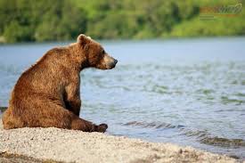 Создать мем: медведь сидит на берегу, курильское, медведь медведь