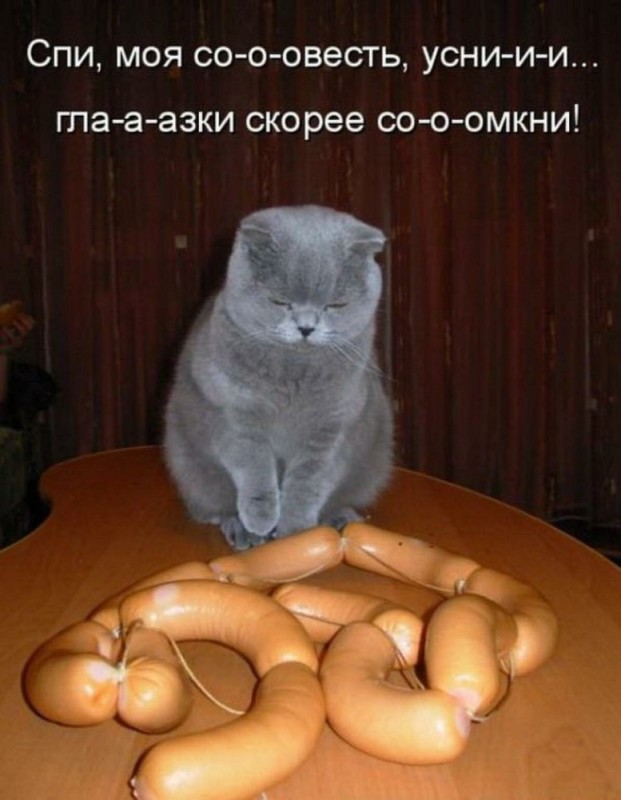 Создать мем: коты, кот сарделька, кот