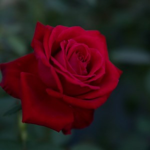 Создать мем: розы красного цвета, любимые розы, роза цветок