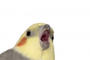 Create meme: meme parrot, parrot, parrot screaming