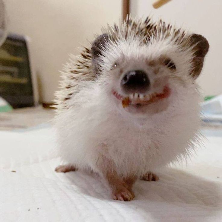 Create meme: the hedgehog is angry, rabid hedgehog, hedgehog 