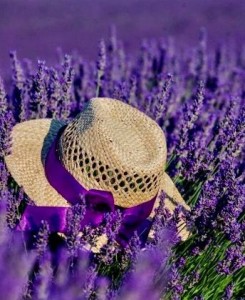 Create meme: lavender field