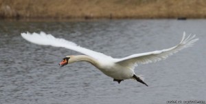 Create meme: goose, cygnus, swans on a pond