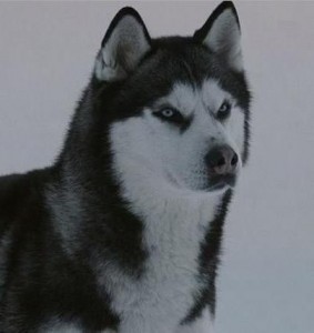 Create meme: Laika, husky, husky and Malamute