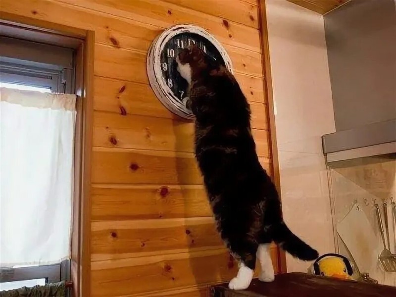 Create meme: meme with a cat and a clock, cat , the cat looks at his watch