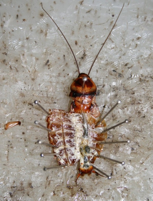 Create meme: the American cockroach, cockroach cockroach, prusak beetle