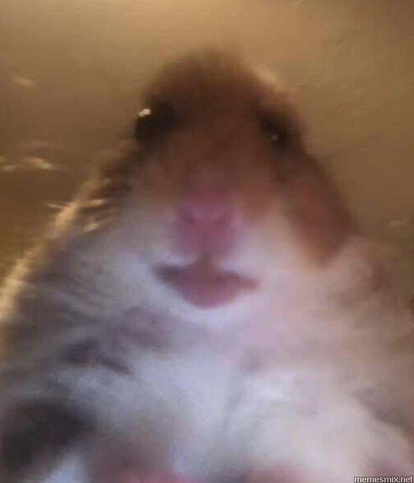 Create meme: a scared hamster meme, hamster , meme hamster looking at the camera