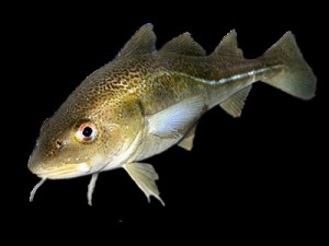 Create meme: freshwater cod, photo of cod fish, fish cod