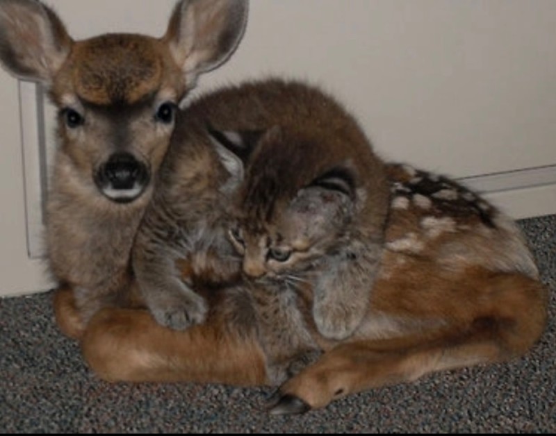 Create meme: fawn , lynx and fawn, the cat and the fawn