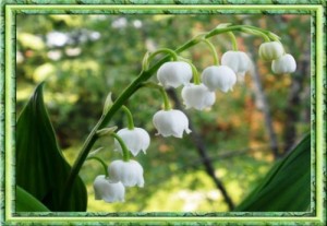 Create meme: Lily of the valley