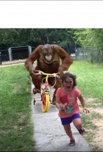 Создать мем: приколы, веселые приколы, обезьяна на велосипеде едет за девочкой мем