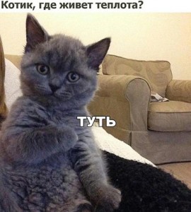 Создать мем: туть мем кот, кошка, туть мем