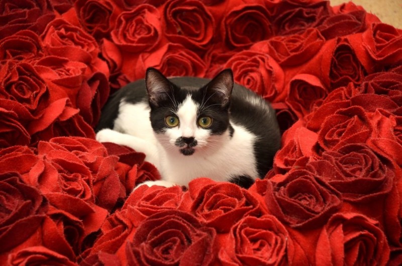 Создать мем: кот в лепестках роз, котенок с розой, кошка