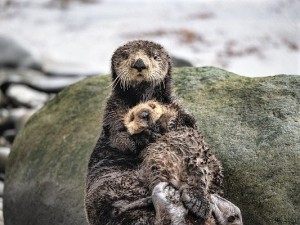 Создать мем: калан или морская выдра, морская выдра, калан морской бобр