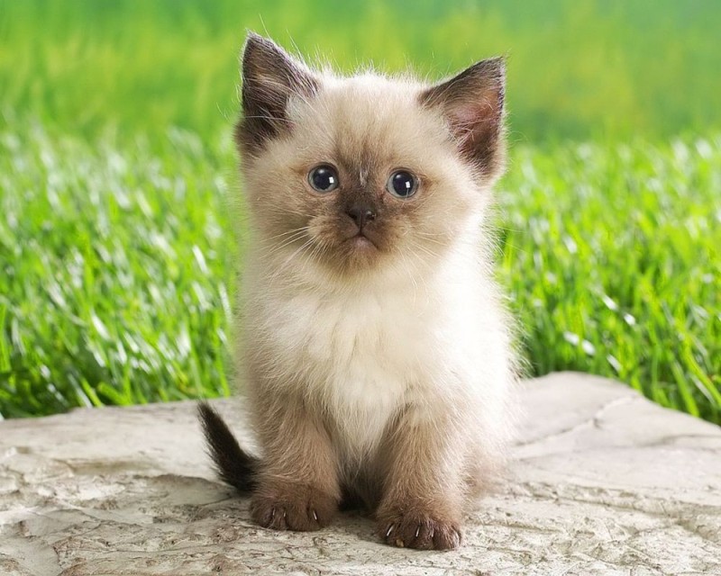 Create meme: seals , adorable kittens, cute cats 