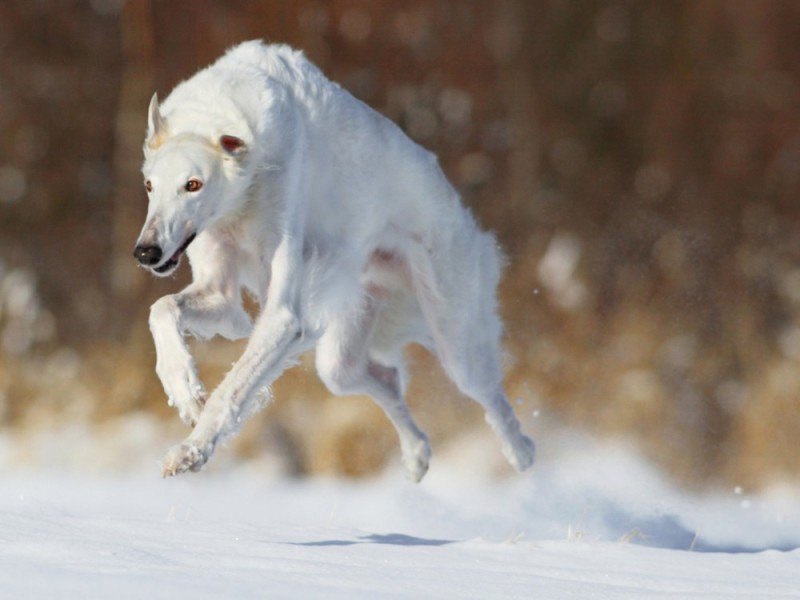 Create meme: russian greyhound dog, breed canine greyhound, russian greyhound