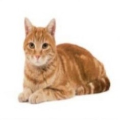 Create meme: red cat , asian tabby cat redhead, celtic European shorthair cat red