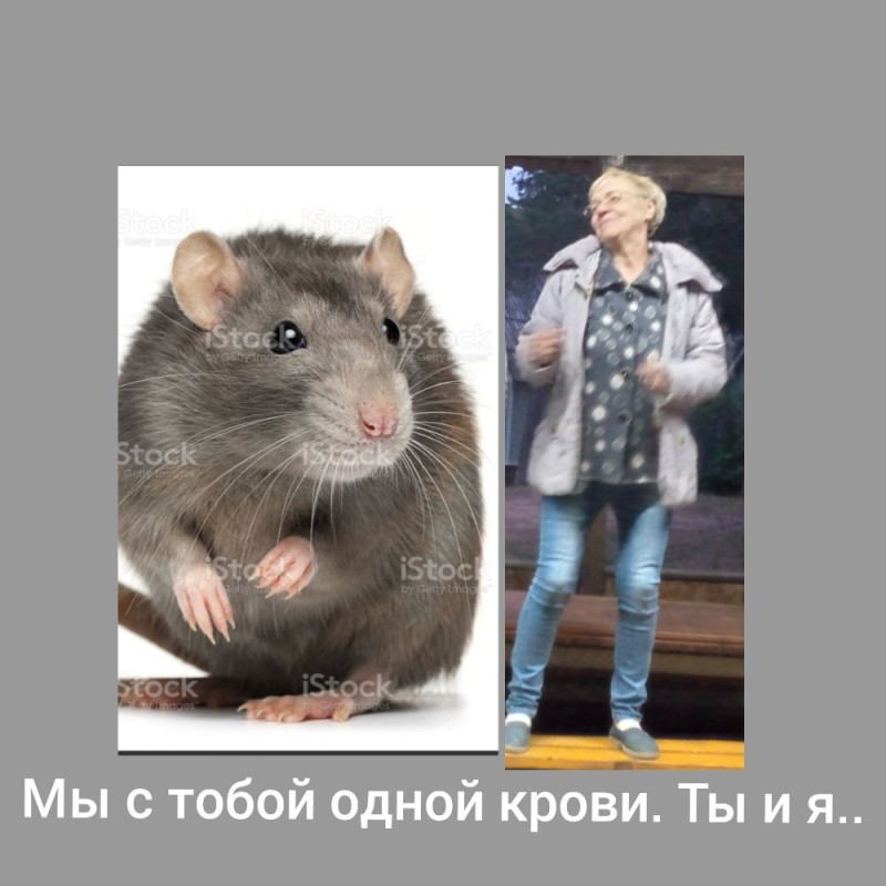 Создать мем: крыса мышь, крыса морда, серая крыса