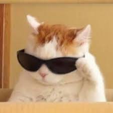 Create meme: cool cat meme, cat with glasses, cat with black glasses
