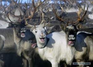 Создать мем: reindeer, сибирская язва, оленевод