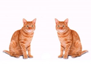 Create meme: the cat and the cat, red cat, cat no background