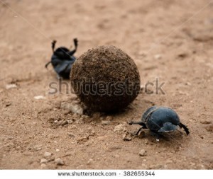 Create meme: beetle, the scarab, the beetle beetle