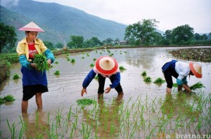 Create meme: agriculture of Indonesia, the harvest of rice in rice fields, rice