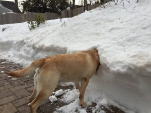 Create meme: animals, dog in the snow