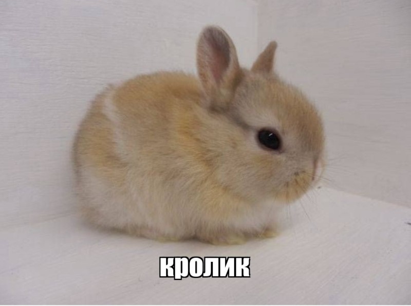Создать мем: кролик декоративный, домашний кролик, маленькие кролики