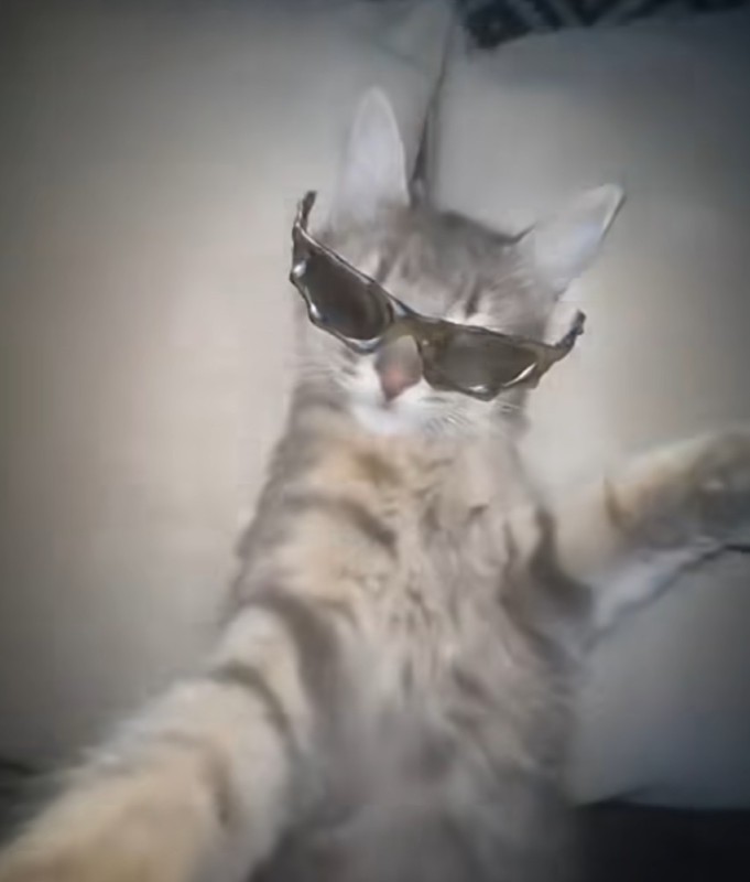 Create meme: cat , cool cats , The cat with green glasses