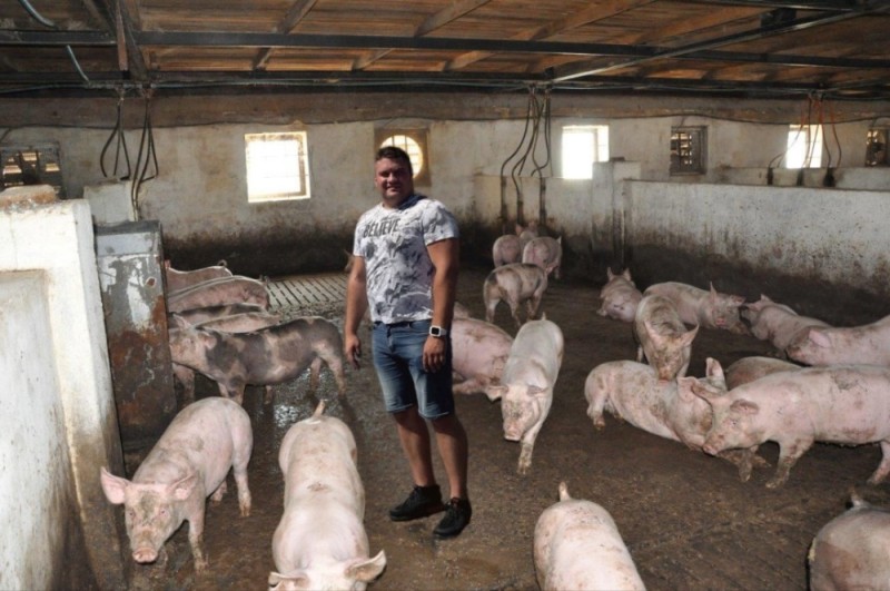 Create meme: pig farm, classic swine fever, modern pig farm